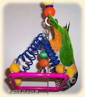 Caique with Bungie square toy