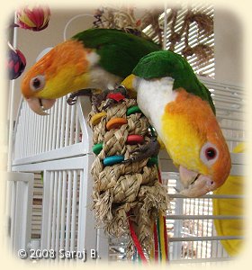 Caique with Frayed knots toy