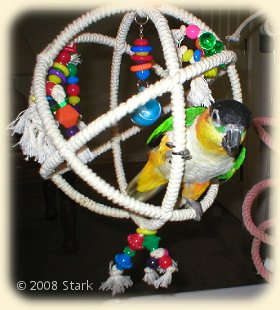 Caique with Geodome toy