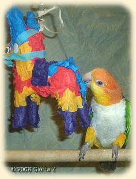 Caique with Pinata toy