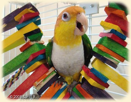 Caique with Wood chew toy