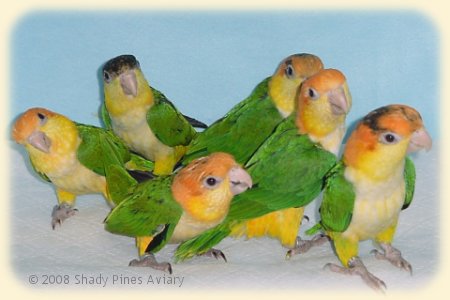 Caique chicks at weaning age