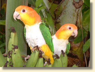 White-bellied Caiques - adults White-bellied Caiques - adults