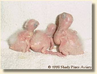 White-bellied Caique Babies 10, 12 & 15 days old