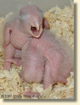 White Bellied Caique Babies 13 & 16 days old White Bellied Caique Babies 13 & 16 days old