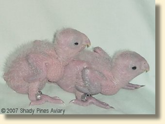 White Belly Caique Babies 17 & 18 days old White Belly Caique Babies 17 & 18 days old