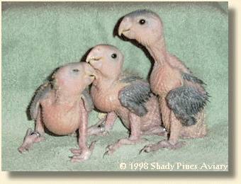 White-Belly Caique Babies 18, 20 & 23 days old White-Belly Caique Babies 18, 20 & 23 days old