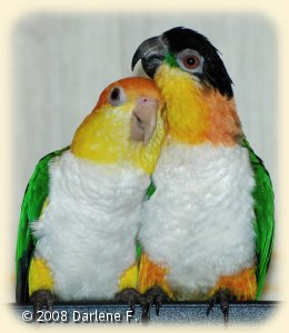Bonded pair of one White-bellied and one Black-headed Caique