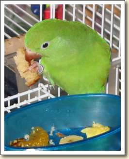 Canary-wing Parakeet - Winkle