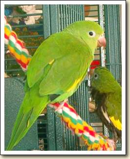 Canary-wing Parakeet - Zoey